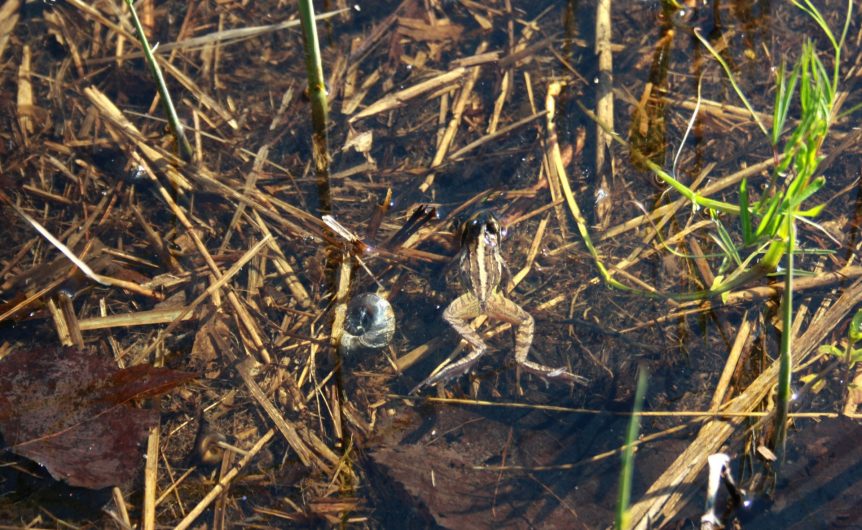 Grenouille des champs - ©Marie Petit