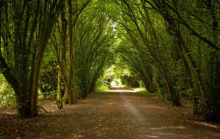 Chemin de balade en forêt de Marchiennes