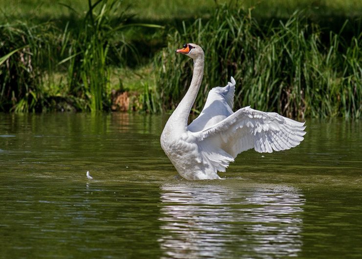 Cygne sur la Scarpe