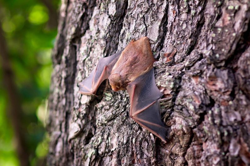 Chauve-souris sur son arbre