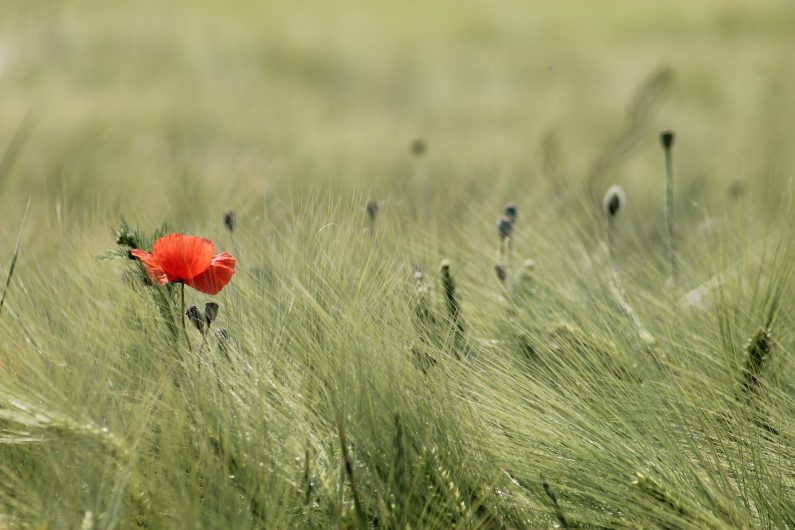 Zoom sur un coquelicot dans une prairie