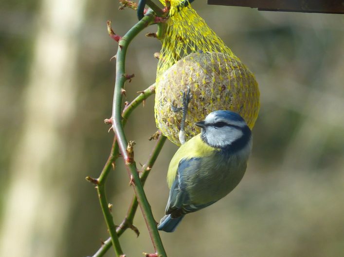 Un oiseau picorant une boule de graines