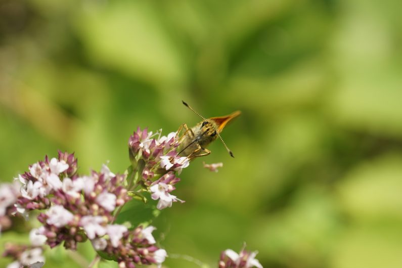 Une abeille butinant une fleur - ©Antoine Doche