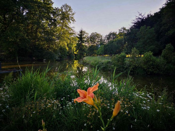 étang avec fleurs