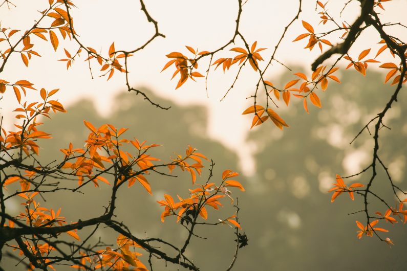 paysage avec des feuilles d'automnes