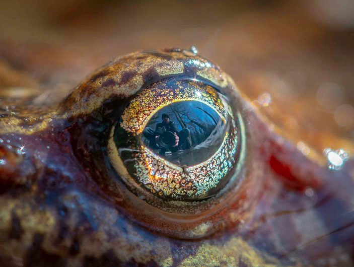 oeil de grenouille par photographe